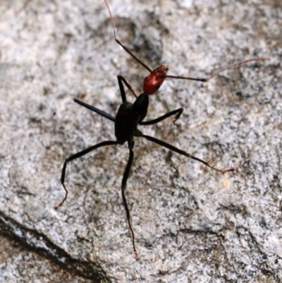 Leptomyrmex erythrocephalus (Spider ant) at Dignams Creek, NSW - 19 Sep 2018 by Maggie1