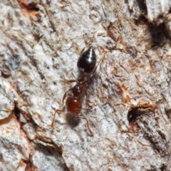 Crematogaster sp. (genus) (Acrobat ant, Cocktail ant) at Mount Majura - 16 Sep 2018 by TimL