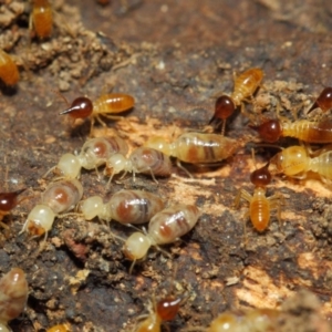 Nasutitermes (genus) at Hackett, ACT - suppressed