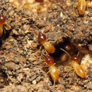 Nasutitermes (genus) at Hackett, ACT - suppressed
