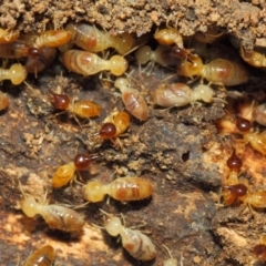 Nasutitermes (genus) at Hackett, ACT - suppressed