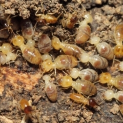 Nasutitermes (genus) at Hackett, ACT - suppressed