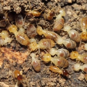 Nasutitermes (genus) at Hackett, ACT - suppressed