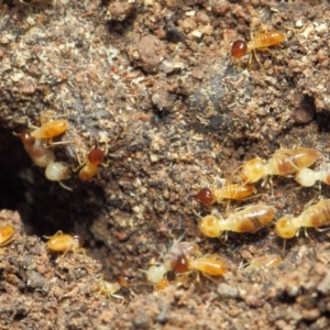 Nasutitermes (genus) at Hackett, ACT - suppressed