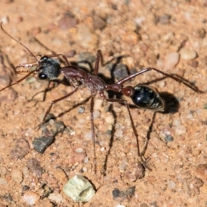 Myrmecia nigriceps at Symonston, ACT - 18 Sep 2018 10:50 AM