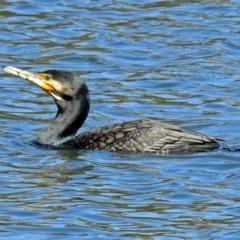 Phalacrocorax carbo (Great Cormorant) at Gordon, ACT - 19 Sep 2018 by RodDeb