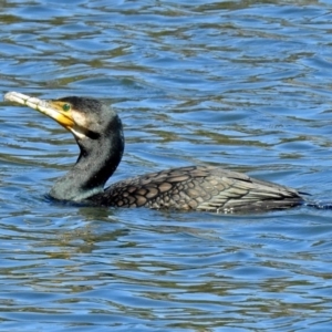 Phalacrocorax carbo at Gordon, ACT - 19 Sep 2018 10:55 AM