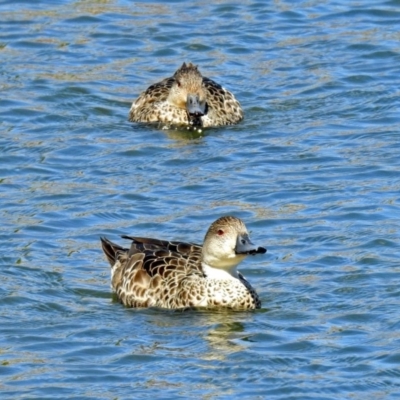 Anas gracilis (Grey Teal) at Gordon, ACT - 19 Sep 2018 by RodDeb