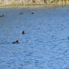 Aythya australis at Gordon, ACT - 19 Sep 2018