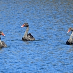 Cygnus atratus (Black Swan) at Gordon, ACT - 19 Sep 2018 by RodDeb