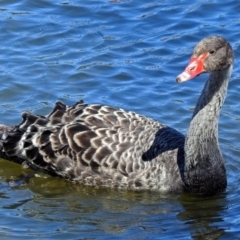 Cygnus atratus at Gordon, ACT - 19 Sep 2018