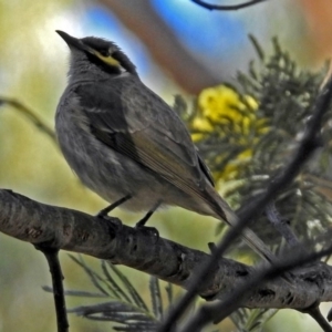 Caligavis chrysops at Paddys River, ACT - 19 Sep 2018