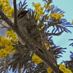 Caligavis chrysops at Paddys River, ACT - 19 Sep 2018