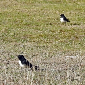 Rhipidura leucophrys at Paddys River, ACT - 19 Sep 2018 04:14 PM