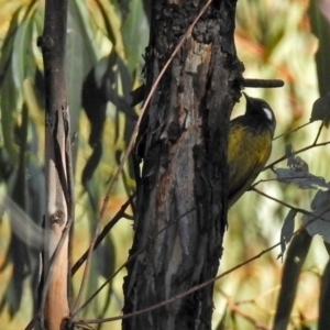 Nesoptilotis leucotis at Paddys River, ACT - 19 Sep 2018