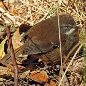 Sericornis frontalis at Paddys River, ACT - 19 Sep 2018 12:35 PM