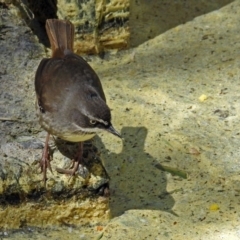 Sericornis frontalis at Paddys River, ACT - 19 Sep 2018