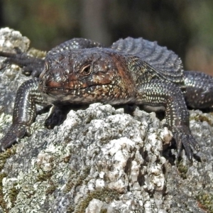 Egernia cunninghami at Paddys River, ACT - 19 Sep 2018 02:30 PM