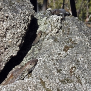 Egernia cunninghami at Paddys River, ACT - 19 Sep 2018 02:30 PM