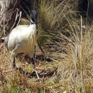 Threskiornis molucca at Paddys River, ACT - 19 Sep 2018