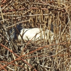 Threskiornis molucca at Paddys River, ACT - 19 Sep 2018