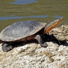 Chelodina longicollis (Eastern Long-necked Turtle) at Tidbinbilla Nature Reserve - 19 Sep 2018 by RodDeb