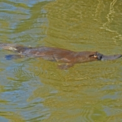 Ornithorhynchus anatinus (Platypus) at Paddys River, ACT - 19 Sep 2018 by RodDeb