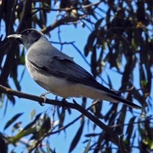 Coracina novaehollandiae at Paddys River, ACT - 19 Sep 2018 01:19 PM