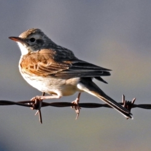 Anthus australis at Tharwa, ACT - 19 Sep 2018