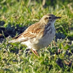 Anthus australis at Tharwa, ACT - 19 Sep 2018