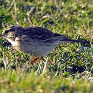 Anthus australis at Tharwa, ACT - 19 Sep 2018