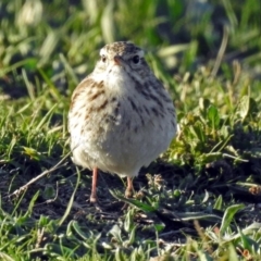 Anthus australis at Tharwa, ACT - 19 Sep 2018