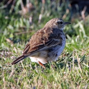 Anthus australis at Tharwa, ACT - 19 Sep 2018