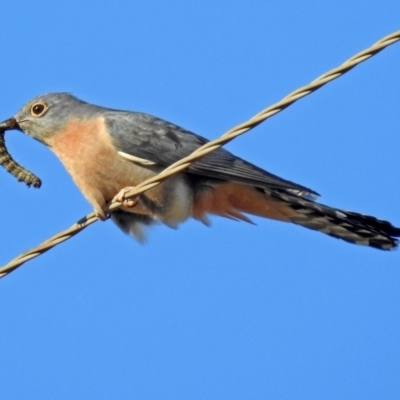 Cacomantis flabelliformis (Fan-tailed Cuckoo) at Paddys River, ACT - 19 Sep 2018 by RodDeb