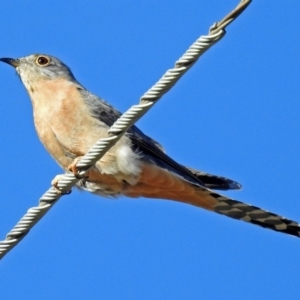 Cacomantis flabelliformis at Paddys River, ACT - 19 Sep 2018