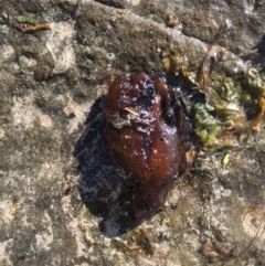 Aplysia juliana (SeaHare) at Pretty Beach, NSW - 19 Sep 2018 by Marg