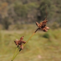 Fimbristylis sp. aff. dichotoma (A Sedge) at Tuggeranong Hill - 28 Feb 2018 by michaelb