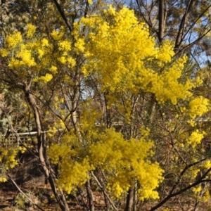 Acacia boormanii at Griffith, ACT - 21 Sep 2018