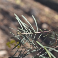 Acacia boormanii at Griffith, ACT - 21 Sep 2018 12:00 AM