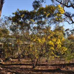 Acacia boormanii at Griffith, ACT - 21 Sep 2018