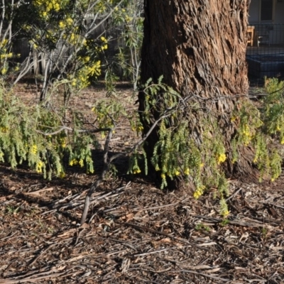 Acacia vestita (Hairy Wattle) at Griffith, ACT - 20 Sep 2018 by ianandlibby1