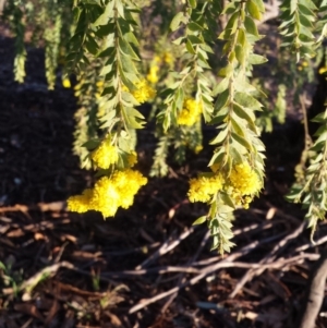 Acacia vestita at Griffith, ACT - 21 Sep 2018