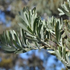 Acacia covenyi (Blue Bush) at Griffith, ACT - 20 Sep 2018 by ianandlibby1