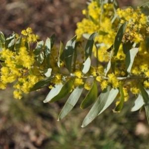 Acacia covenyi at Griffith, ACT - 21 Sep 2018