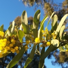 Acacia covenyi at Griffith, ACT - 21 Sep 2018