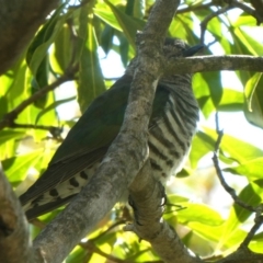 Chrysococcyx lucidus (Shining Bronze-Cuckoo) at Googong, NSW - 20 Sep 2018 by Wandiyali