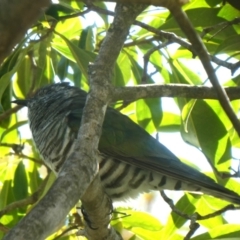 Chrysococcyx lucidus at Googong, NSW - 21 Sep 2018