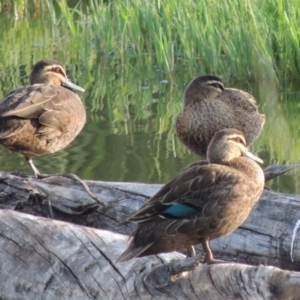 Anas superciliosa at Fyshwick, ACT - 14 Jan 2015