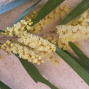 Acacia floribunda at Griffith, ACT - 21 Sep 2018