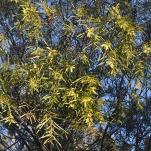 Acacia floribunda at Griffith, ACT - 21 Sep 2018 02:35 PM